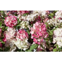 Kategorie <b>Produkt nicht gewünscht </b> - Hydrangea paniculata 'Diamantino' 40-60 cm