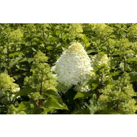 Kategorie <b>Produkt nicht gewünscht </b> - Hydrangea paniculata 'Grandiflora' 60-100 cm