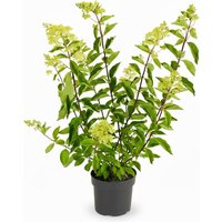 Kategorie <b>Produkt nicht gewünscht </b> - Hydrangea paniculata 'Grandiflora' 100-125 cm