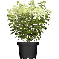 Kategorie <b>Blütensträucher und Ziergehölze </b> - Hydrangea paniculata 'Limelight' -S- 40-60 cm