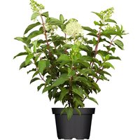 Kategorie <b>Blütensträucher und Ziergehölze </b> - Hydrangea paniculata 'Limelight' -S- 60-100 cm