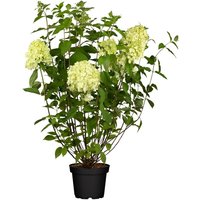 Kategorie <b>Blütensträucher und Ziergehölze </b> - Hydrangea paniculata 'Limelight' -S- 100-125 cm