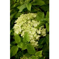 Kategorie <b>Produkt nicht gewünscht </b> - Hydrangea paniculata 'Little Lime' -R- 40-60 cm