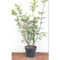 Kategorie <b>Produkt nicht gewünscht </b> - Hydrangea paniculata 'Vanille-Fraise' -R- 40-60 cm