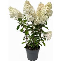 Kategorie <b>Produkt nicht gewünscht </b> - Hydrangea paniculata 'Vanille-Fraise' -R- 60-100 cm