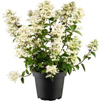 Kategorie <b>Produkt nicht gewünscht </b> - Hydrangea paniculata 'Wim's Red' -S- 40-60 cm