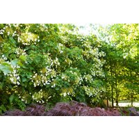 Kategorie <b>Produkt nicht gewünscht </b> - Hydrangea petiolaris 125-150 cm