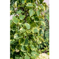 Kategorie <b>Produkt nicht gewünscht </b> - Hydrangea petiolaris 'MIranda' 60-80 cm