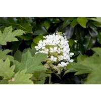 Kategorie <b>Produkt nicht gewünscht </b> - Hydrangea quercifolia 60-80 cm