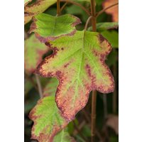 Kategorie <b>Produkt nicht gewünscht </b> - Hydrangea quercifolia 'Black Porch' 40-60 cm