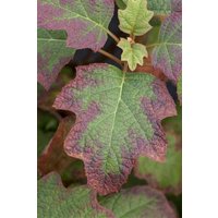 Kategorie <b>Produkt nicht gewünscht </b> - Hydrangea quercifolia 'Burgundy' 40-60 cm