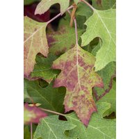 Kategorie <b>Produkt nicht gewünscht </b> - Hydrangea quercifolia 'Ice Crystal' -R- 40-60 cm