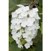 Kategorie <b>Produkt nicht gewünscht </b> - Hydrangea quercifolia 'Snowflake' 40-60 cm