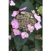Kategorie <b>Produkt nicht gewünscht </b> - Hydrangea serrata 'Cotton Candy' 30-40 cm