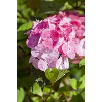Kategorie <b>Produkt nicht gewünscht </b> - Hydrangea serrata 'Preziosa' 40-60 cm