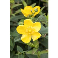 Kategorie <b>Produkt nicht gewünscht </b> - Hypericum 'Hidcote' 30-40 cm