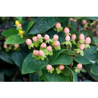 Kategorie <b>Stauden </b> - Hypericum inodorum 'Magical Beauty' -R- 20-30 cm