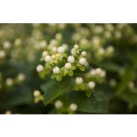 Kategorie <b>Stauden </b> - Hypericum inodorum 'Magical White' -R- 20-30 cm