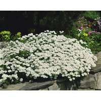 Kategorie <b>Stauden </b> - Iberis sempervirens 'Snow Cone' -R- 2 Liter Container (Wuchs jahreszeitlich)
