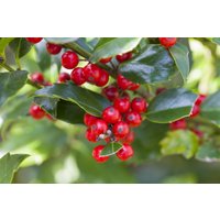 Kategorie <b>immergrüne Laubbäume </b> - Ilex aquifolium 'Alaska' 30-40 cm