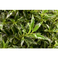 Kategorie <b>immergrüne Laubbäume </b> - Ilex aquifolium 'Myrtifolia' 25-30 cm