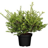 Kategorie <b>Hecken </b> - Ilex crenata 'Convexa' 30-40 cm