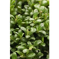 Kategorie <b>Hecken </b> - Ilex crenata 'Convexa' 10-15 cm