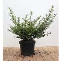 Kategorie <b>Hecken </b> - Ilex crenata 'Glorie Gem' 30-40 cm