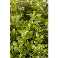 Kategorie <b>Hecken </b> - Ilex crenata 'Glorie Gem' Kugel 30-40 cm