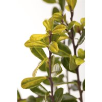 Kategorie <b>Hecken </b> - Ilex crenata 'Golden Gem' 20-30 cm