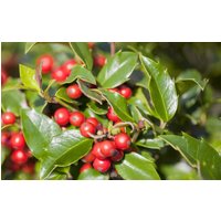 Kategorie <b>immergrüne Laubbäume </b> - Ilex meserveae 'Blue Girl' -R- ca. 9x9 cm Topf (Wuchs jahreszeitlich)