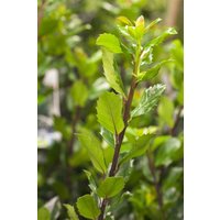 Kategorie <b>immergrüne Laubbäume </b> - Ilex meserveae 'Blue Prince' -R- 30-40 cm