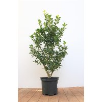 Kategorie <b>immergrüne Laubbäume </b> - Ilex meserveae 'Heckenfee' -R- 40-50 cm