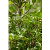 Kategorie <b>immergrüne Laubbäume </b> - Ilex meserveae 'Heckenfee' -R- 80 cm Stammhöhe