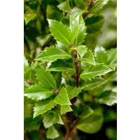 Kategorie <b>immergrüne Laubbäume </b> - Ilex meserveae 'Heckenpracht' -S- 80 cm Stammhöhe