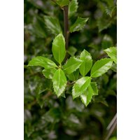 Kategorie <b>immergrüne Laubbäume </b> - Ilex meserveae 'Heckenstar' -S- 60-80 cm