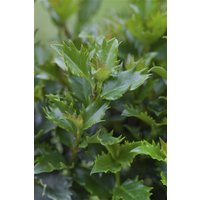 Kategorie <b>immergrüne Laubbäume </b> - Ilex meserveae 'Magical Little Rascal' -R- 40-50 cm
