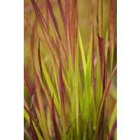 Kategorie <b>Gräser </b> - Imperata cylindrica 'Red Baron' 3-5 Liter Container (Wuchs jahreszeitlich)