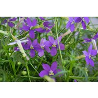 Kategorie <b>Produkt nicht gewünscht </b> - Pratia Dark Blue 2 Liter Container (Wuchs jahreszeitlich)