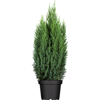 Kategorie <b>Nadelbäume u. Koniferen </b> - Juniperus chinensis 'Stricta' 40-50 cm