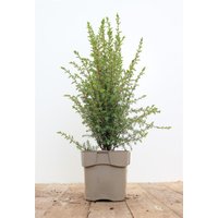 Kategorie <b>Produkt nicht gewünscht </b> - Juniperus communis 'Arnold' 20-30 cm
