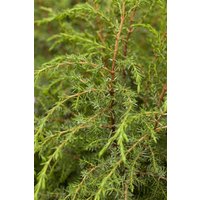 Kategorie <b>Produkt nicht gewünscht </b> - Juniperus communis 'Hibernica' 60-80 cm