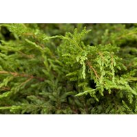 Kategorie <b>Produkt nicht gewünscht </b> - Juniperus communis 'Repanda' 20-30 cm