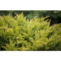 Kategorie <b>Nadelbäume u. Koniferen </b> - Juniperus horizontalis 'Limeglow' 20-25 cm