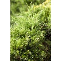 Kategorie <b>Nadelbäume u. Koniferen </b> - Juniperus pfitzeriana 'Mint Julep' 20-30 cm