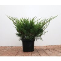 Kategorie <b>Nadelbäume u. Koniferen </b> - Juniperus pfitzeriana 'Mint Julep' 30-40 cm