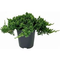 Kategorie <b>Nadelbäume u. Koniferen </b> - Juniperus procumbens 'Nana' 20-25 cm