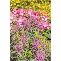 Kategorie <b>Produkt nicht gewünscht </b> - Kalmia angustifolia 'Rubra' 30-40 cm