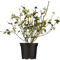 Kategorie <b>Laubbäume </b> - Kerria japonica 'Pleniflora' 40-60 cm