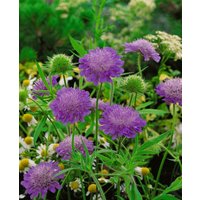 Kategorie <b>Stauden </b> - Knautia macedonica 'Melton Pastels' 2 Liter Container (Wuchs jahreszeitlich)
